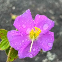 Osbeckia rubicunda Arn.